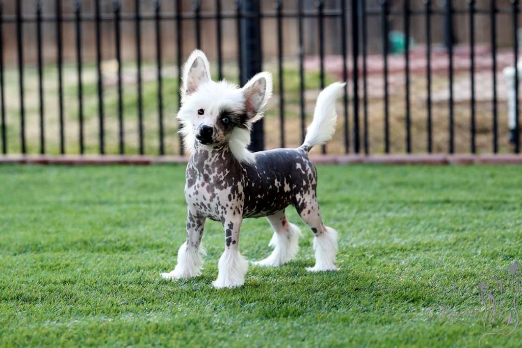 Olyuti's Pina Colada