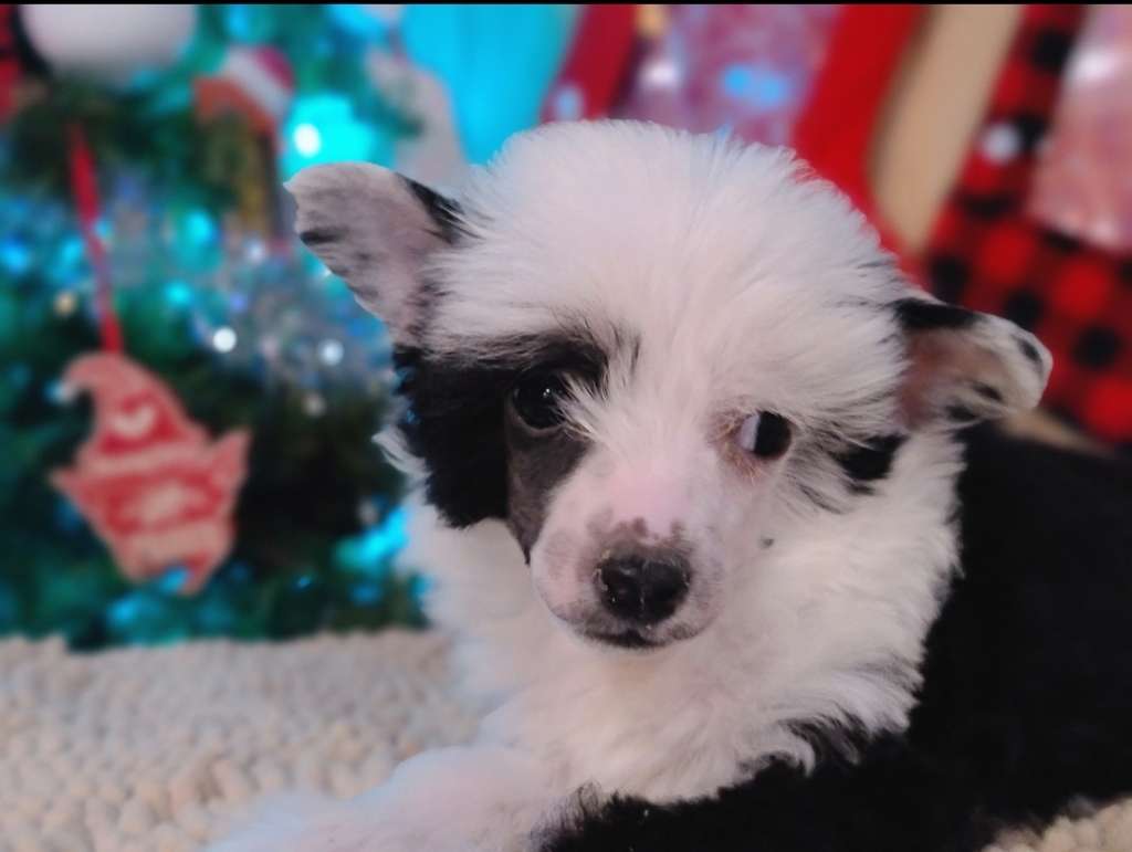 Long Haul's Shake That Boot-Ty CGC