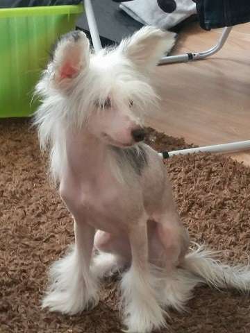 Namilon Amentes Amentes