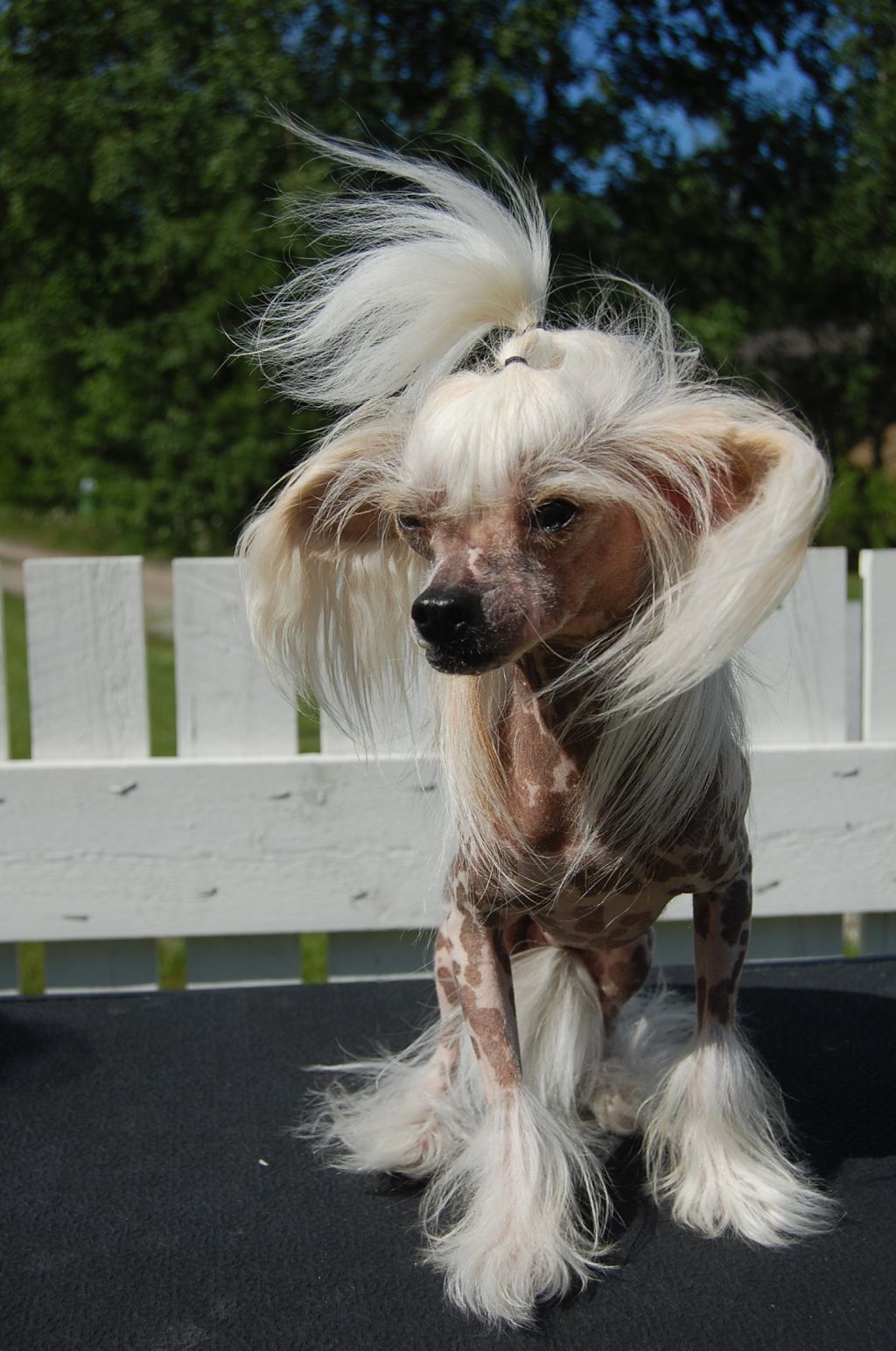 Pinky Twinky Flirt To Every Skirt