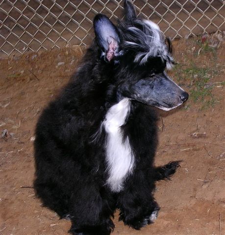 Jonbrecy's Fancy N Fabulous Shikadin