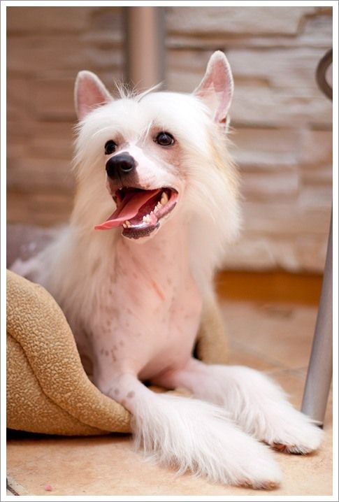 Olegro Katrin Versal