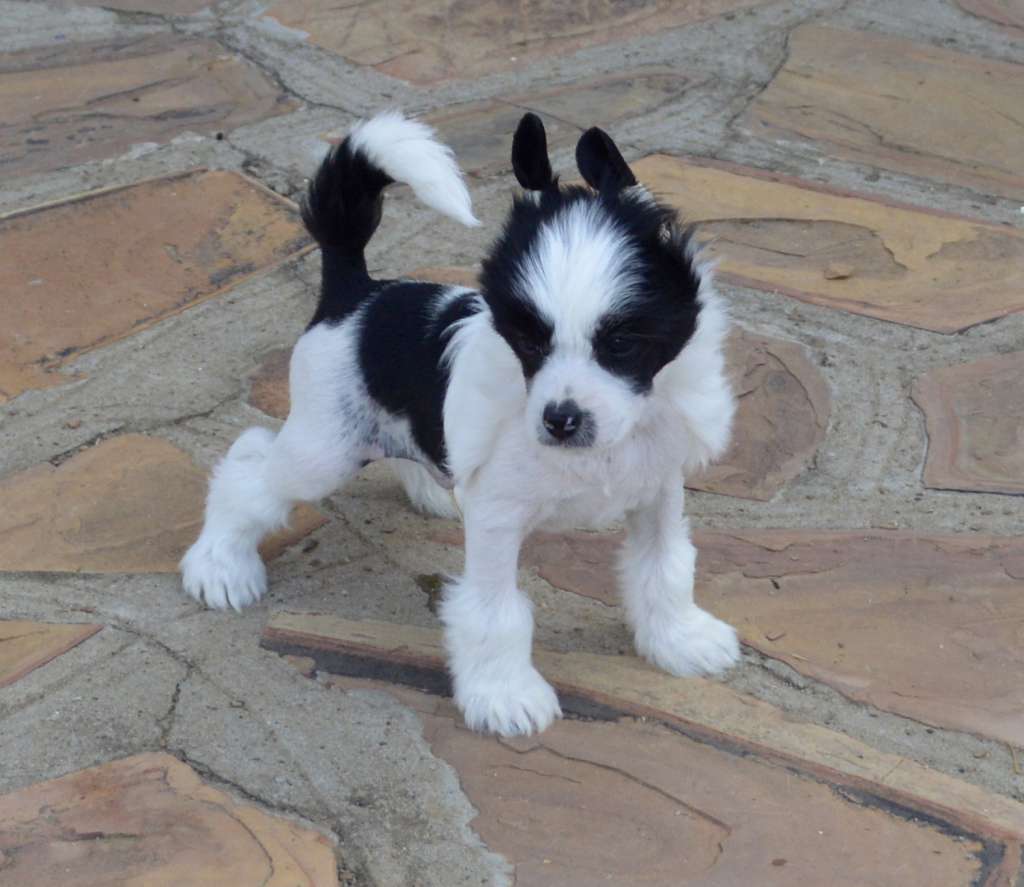 Fire On Ice von Shinbashi