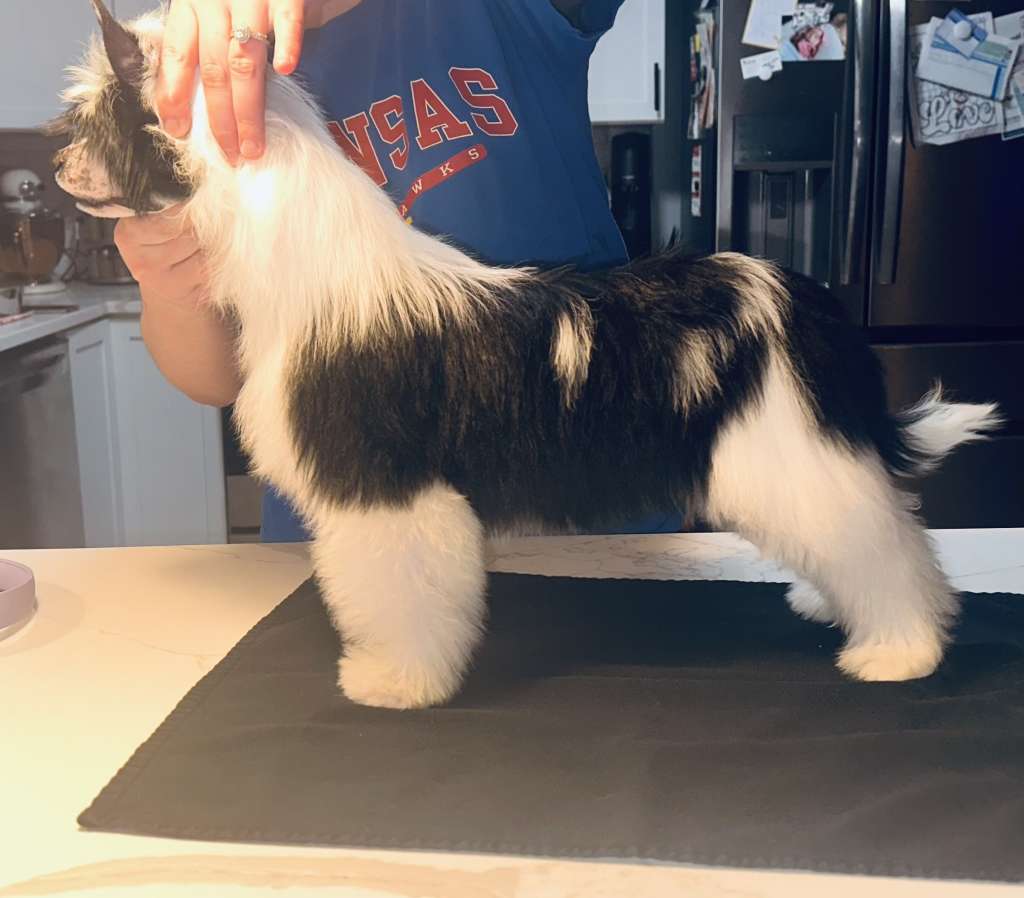 Sunlit Midnight Mischief at FaeryDreamer