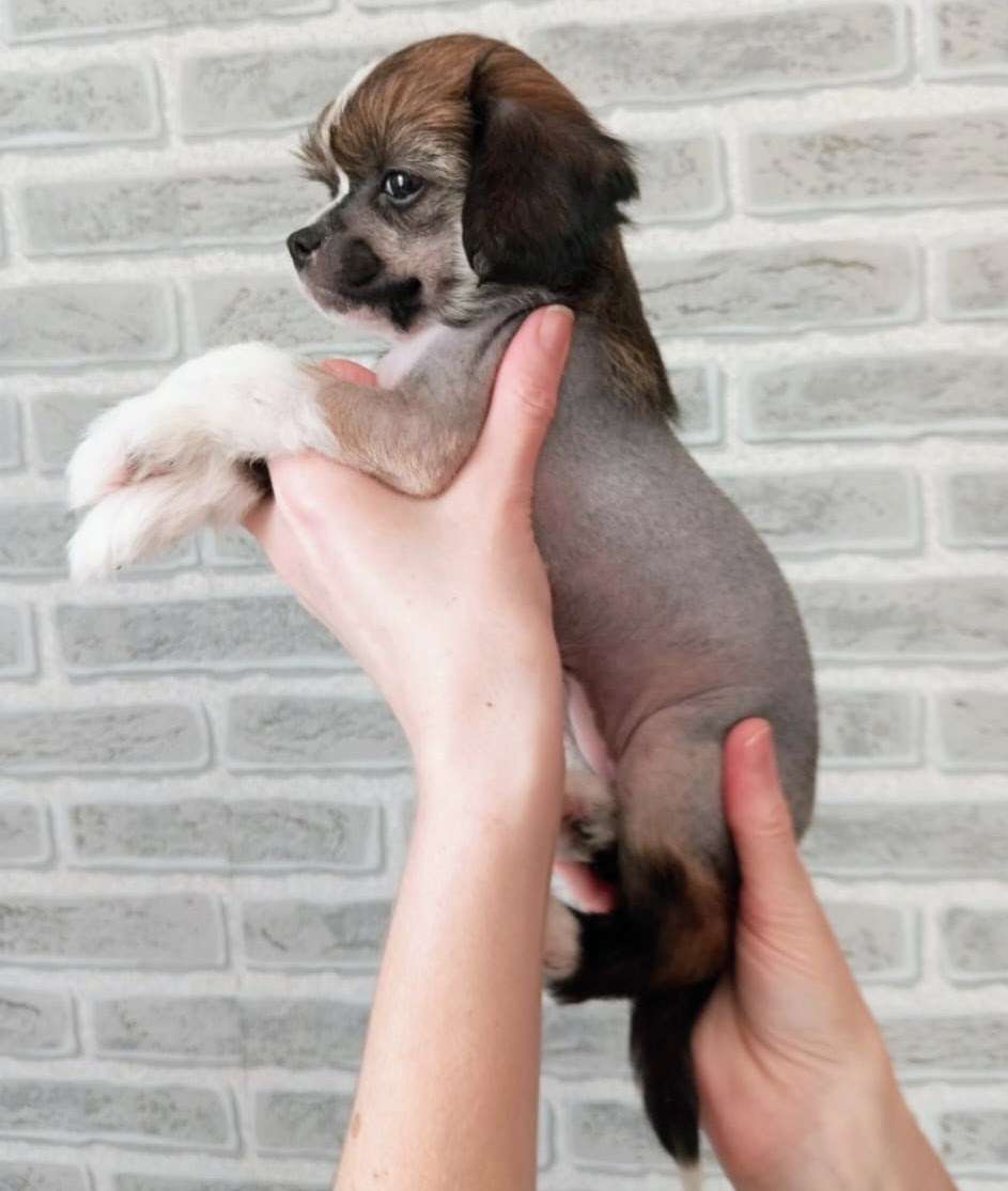 Feniks Ognennaya  Ptitza iz Chudnoy Doliny