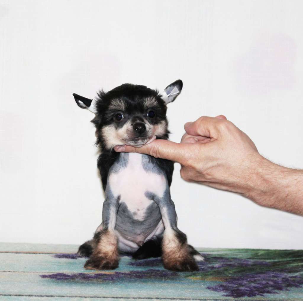 Charuyuschiy Soblazn Sheikh noble beauty