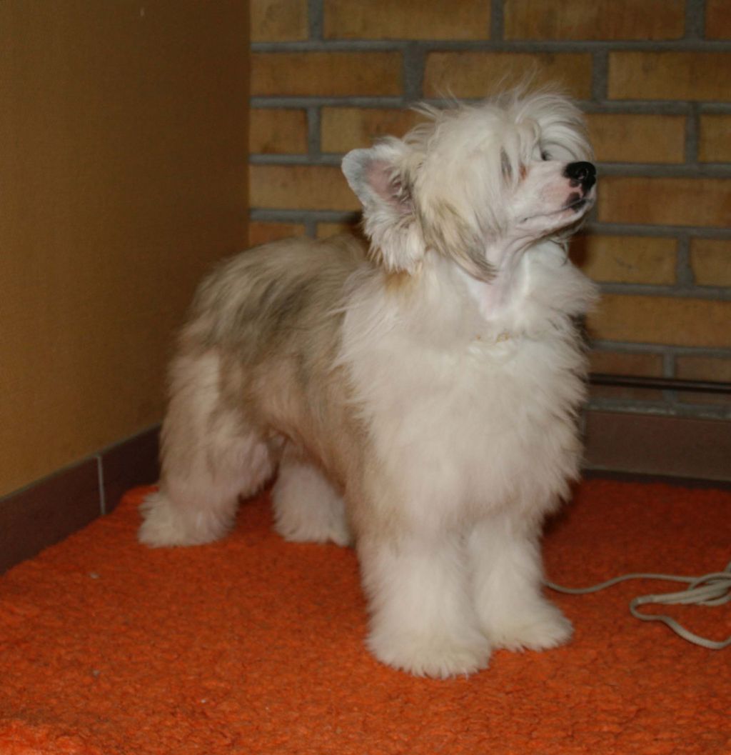 Proud Pony Kind Of Magic