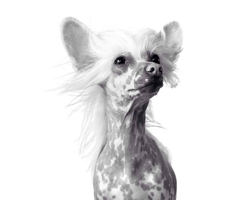 Zhannel's Hip Hop'n Fly