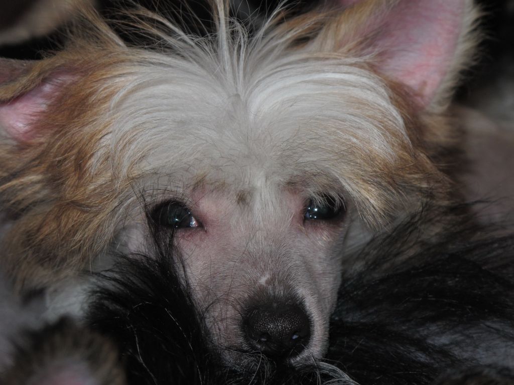 Funky-Monkey Cattleya Rossi