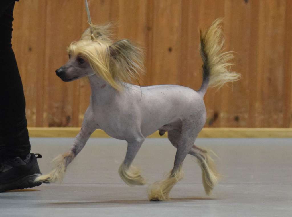 Artic Flyer's Walk of Fame