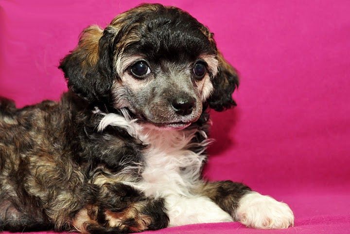 Rus Foreva  Fantasy Flash