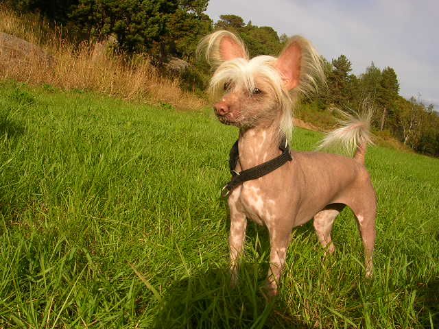 I Hundre's Alexandra