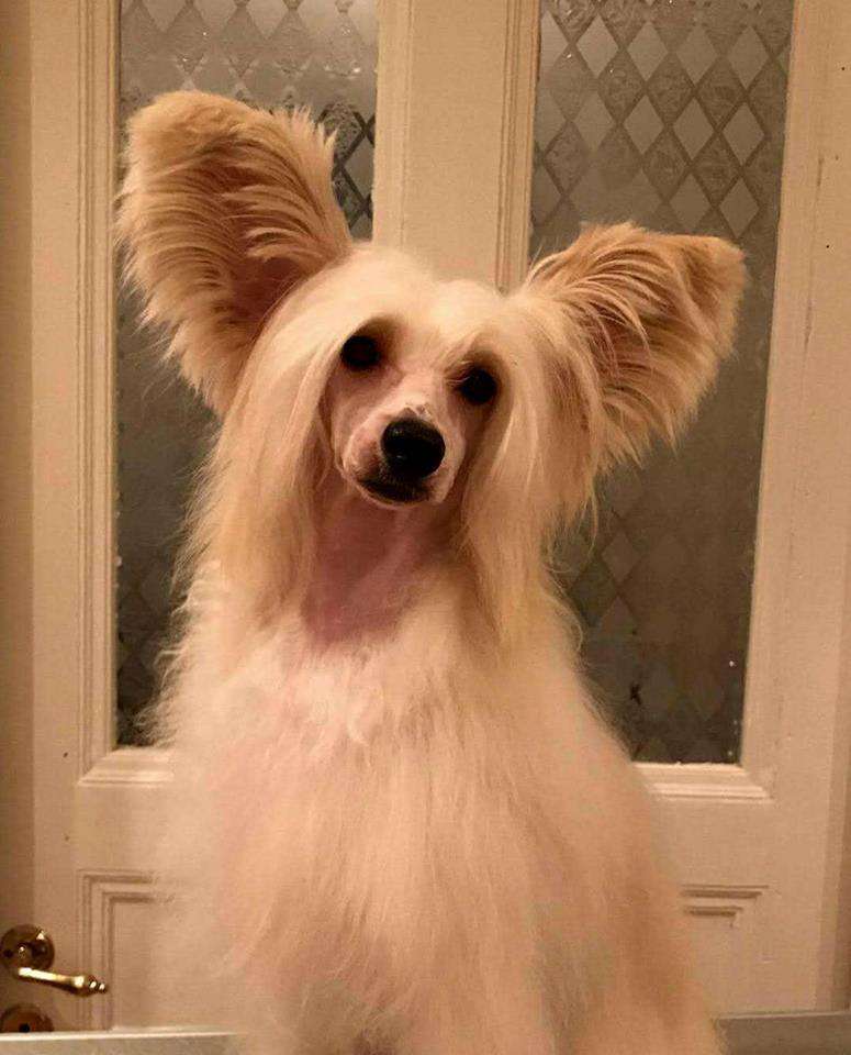 Ridgecrest's Made Fearless