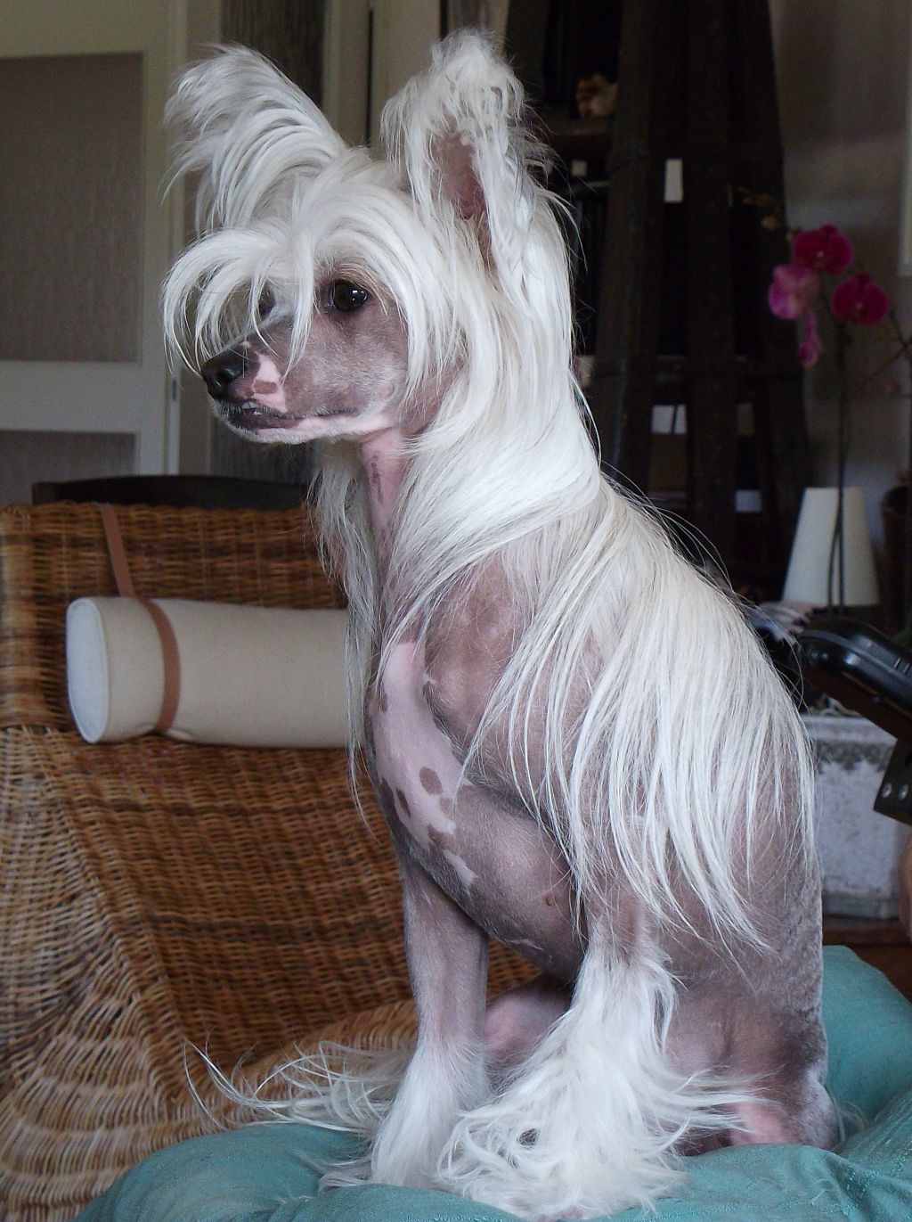 Shandor's Holly Hotshot