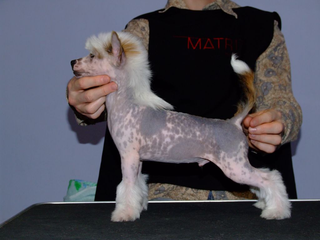 Piegusek  Z   Gangu  Lysych