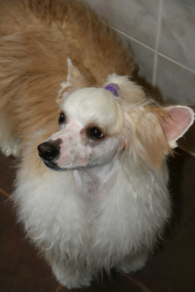 Ridgecrest's High Hopes