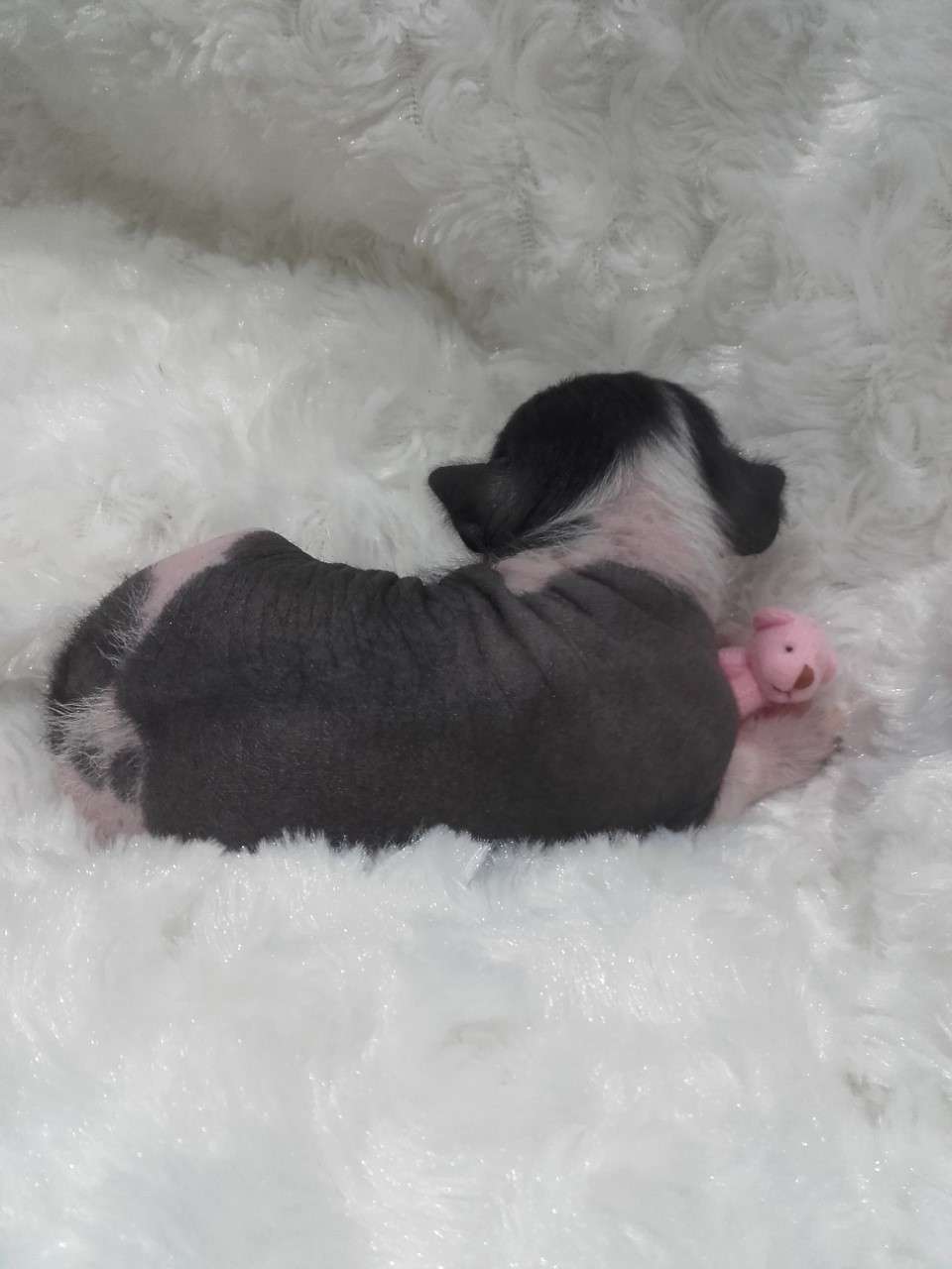 pufflepaws little miss lucy