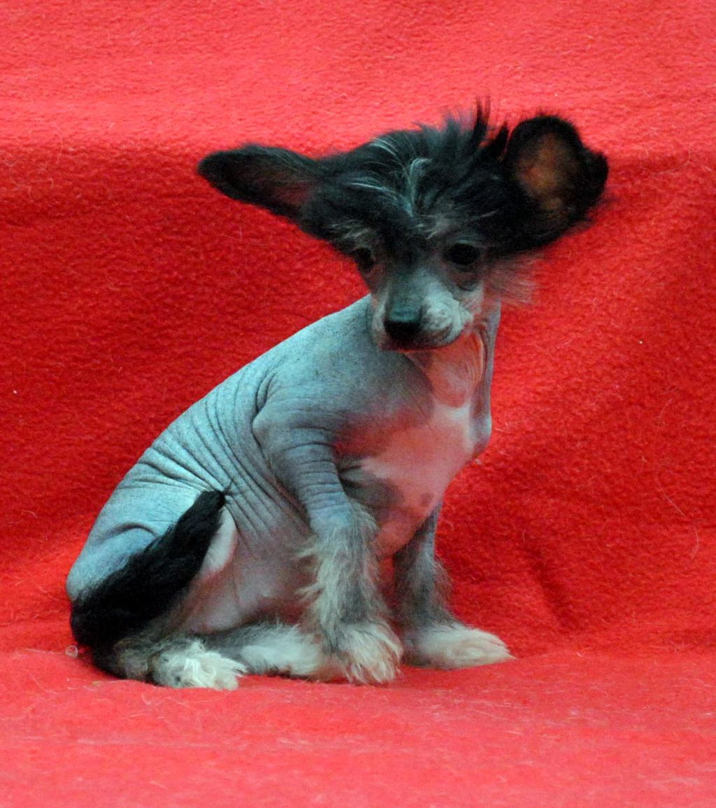 Dangerous Liaisons Di Casa romano