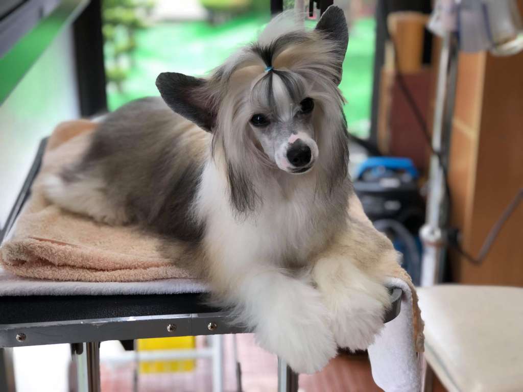 Tinker jp Clivia Miniata