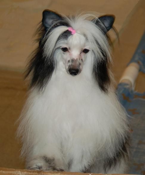 Holliwould Sunset Strip