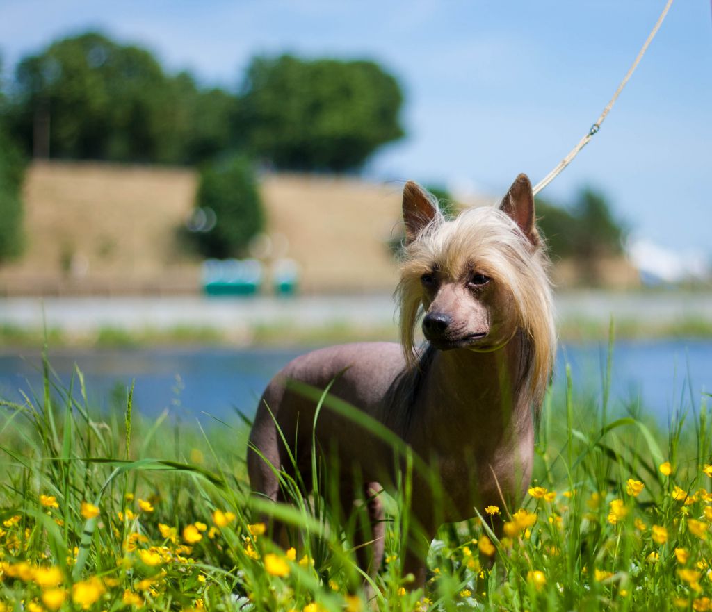 Sasquehanna WISIENEK