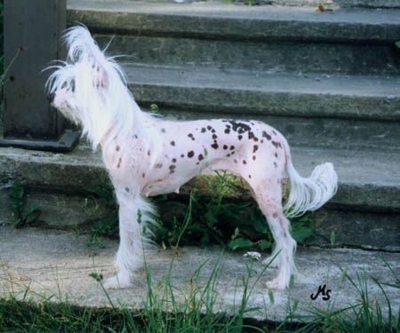 Ca Canny's Aboriginal