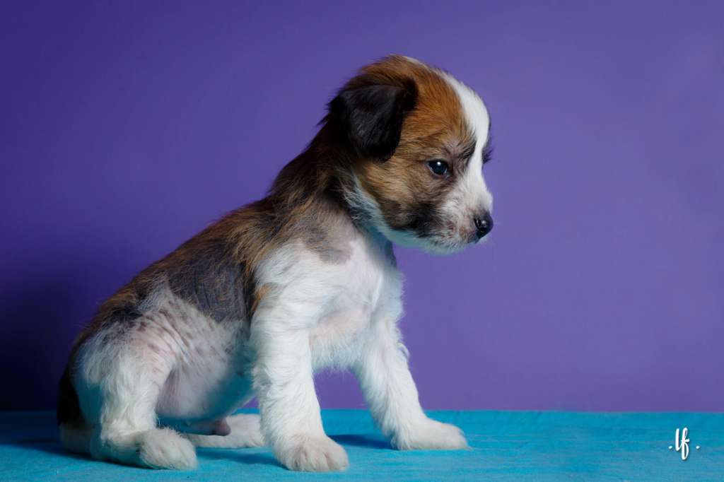 Pequin Mirrage Jaime