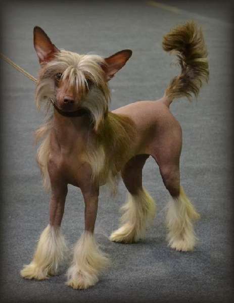 Illy Wonka de l'Antre de Hôkô