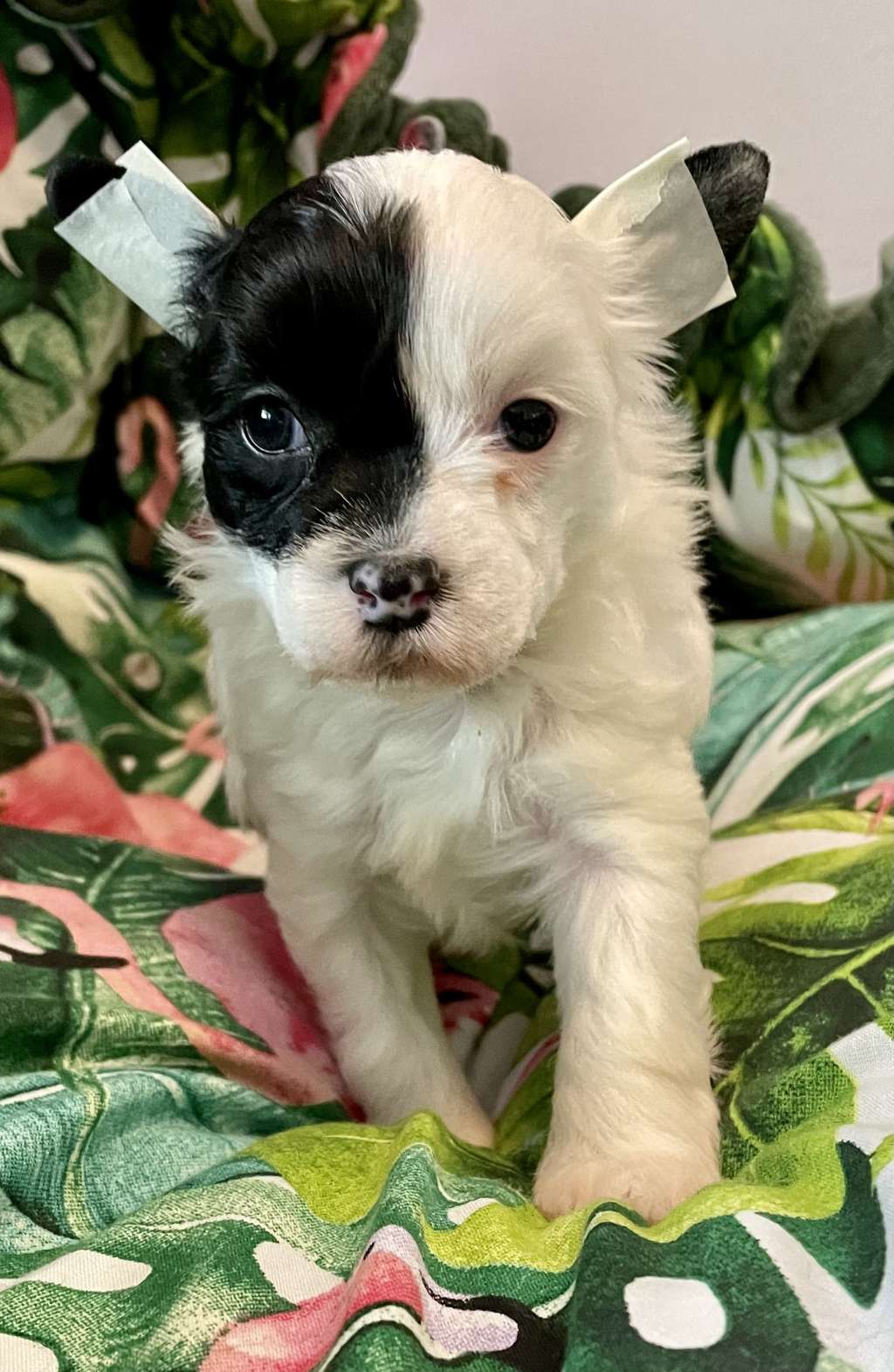 FronkLinn's Born to Boogie