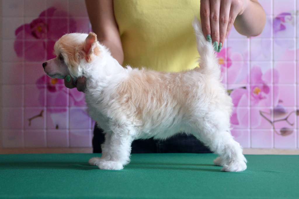 Incanto Del Mondo Shangri-La