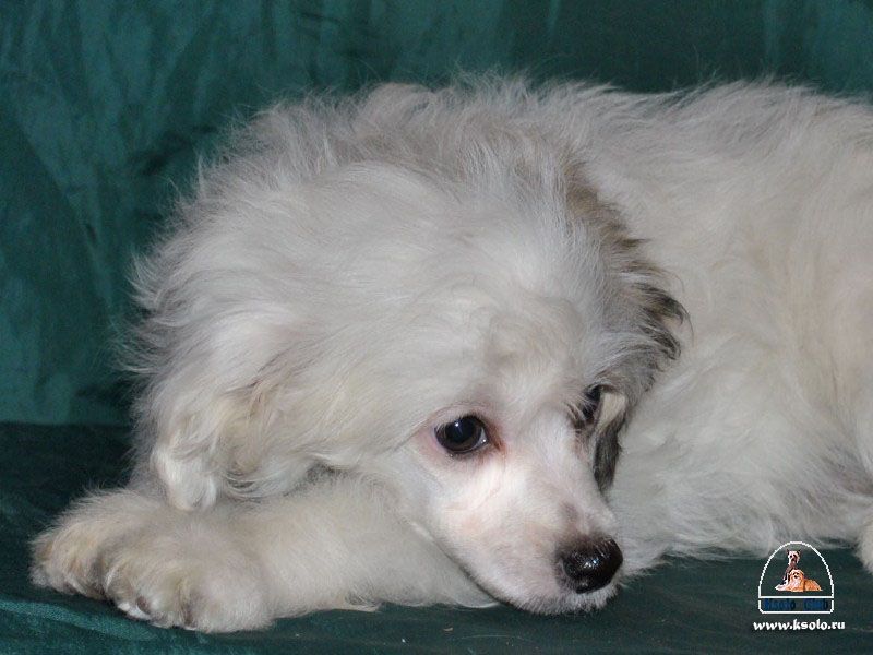 Vashe Vysochestvo iz Zelenoy Roshi