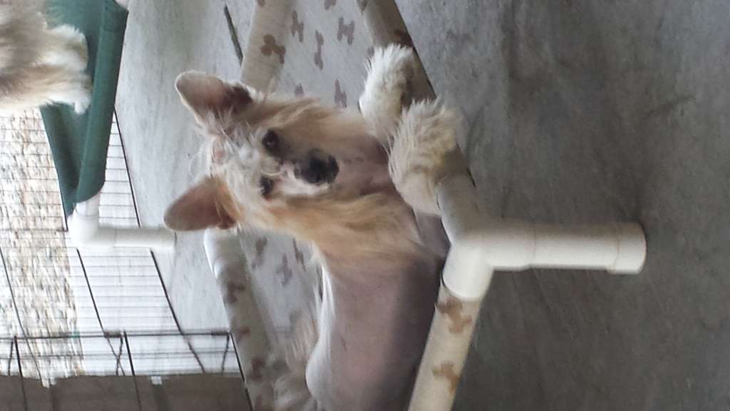 Siam Mooncrest Addicted To Love