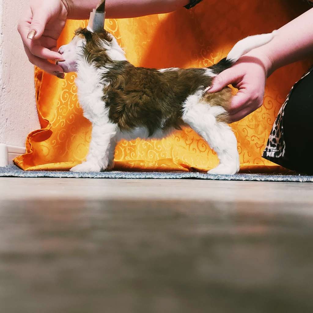 Family Song's Genesiss