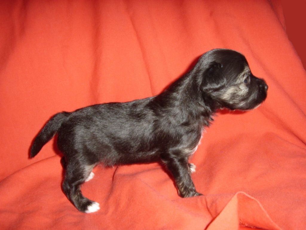 Choco-Bit Jack Sparrow