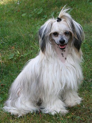 Dragon Moon Caddie Master