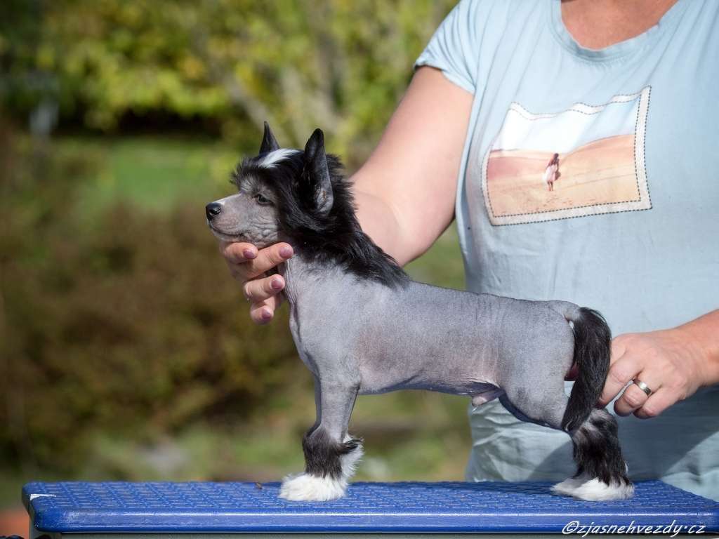 Flipper z Jasne hvezdy