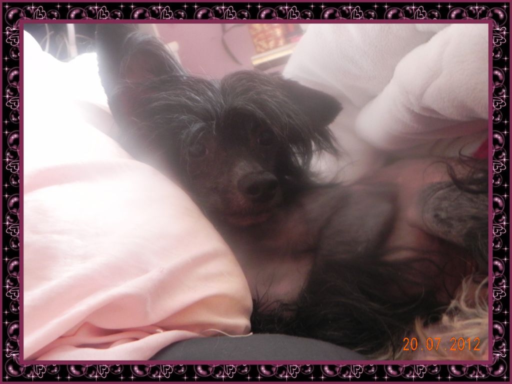 Bi Lav Plus Copyright For Pascale