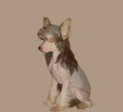 Vellar Pljus Shokoladnij Medaljon