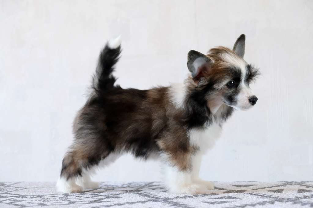 Totem Nadiy El Tiola