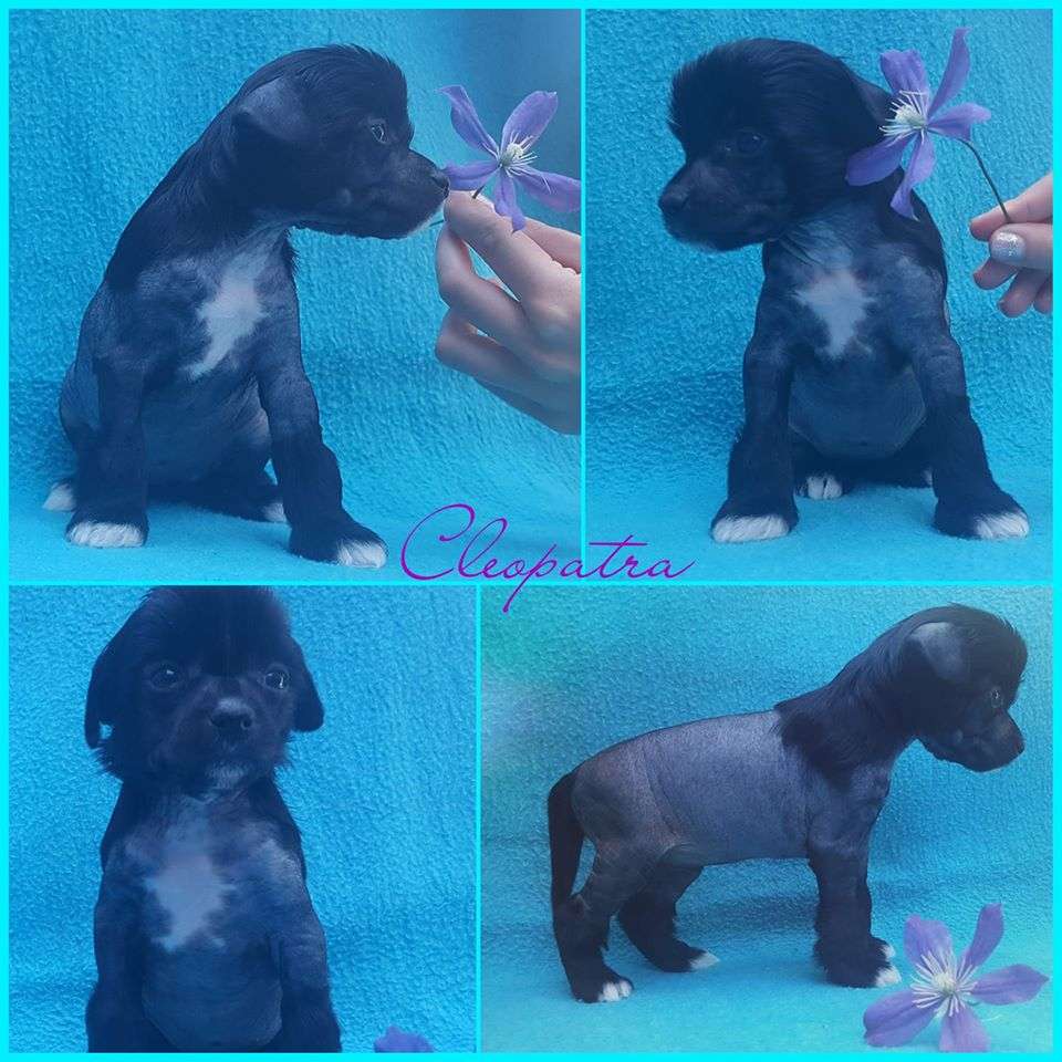 Amaya Mama Mia Amore Cleopatra