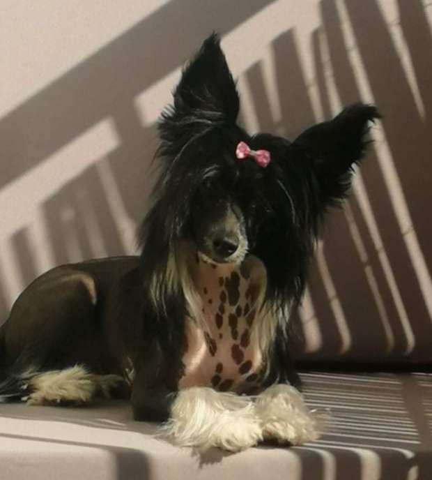 Aria Ciche Marzenia(FCI)