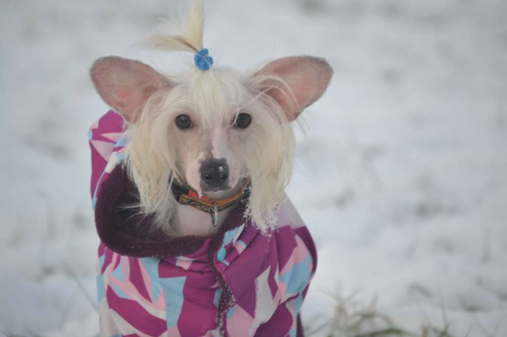 Ketrin Kristol Devid