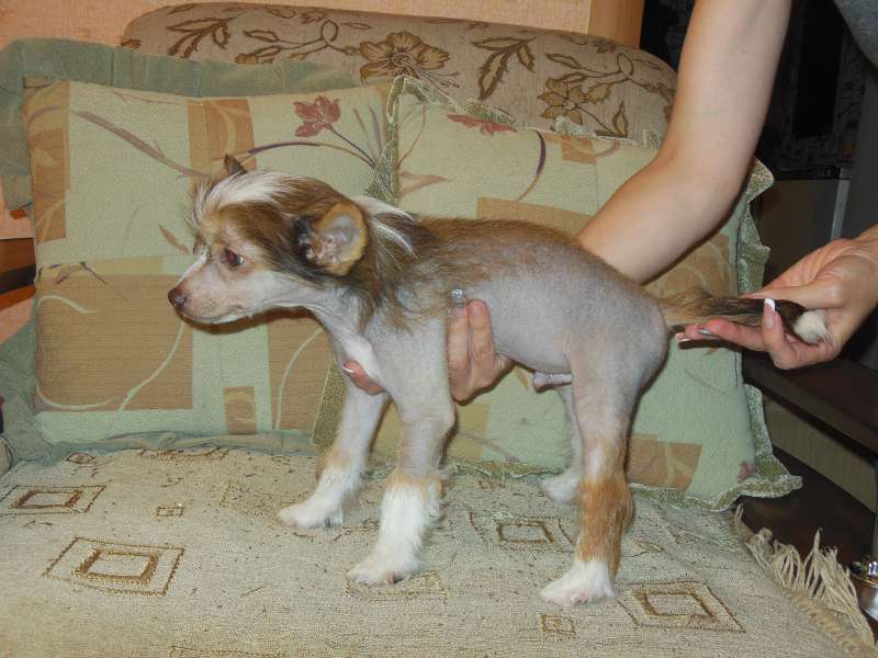 Yoji a little prince