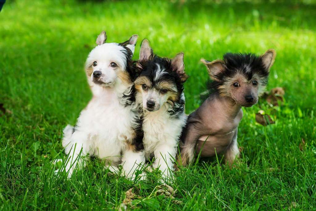 Evelet Fifi Niezapominajka