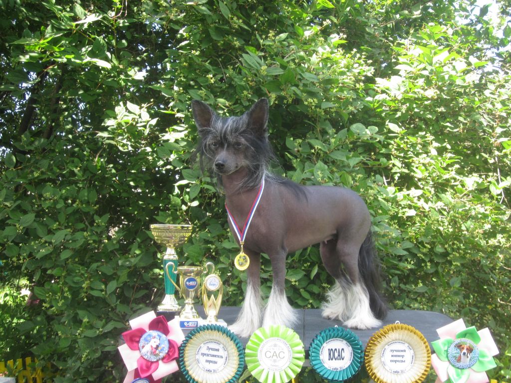 Chaina Dzhedai Princessa Elfov Umi