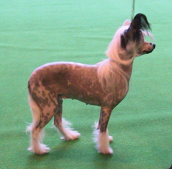 Moonswift Broadway Baby