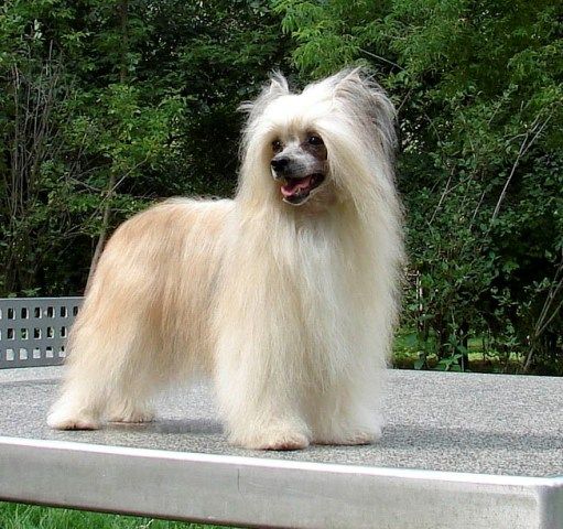 Secret Pierwsza Dama