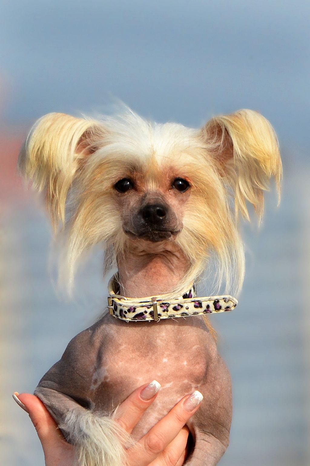 Zlato Dinastii Riva del Garda