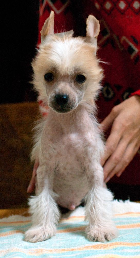 Vikiri Bells Cesario El Pollo