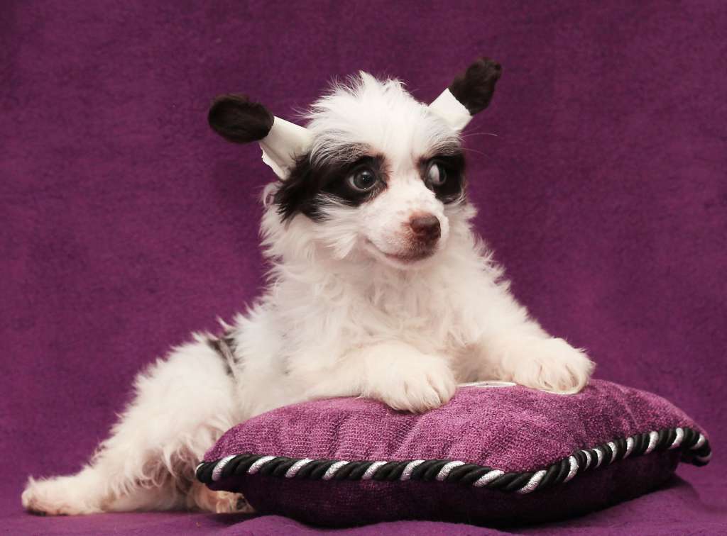 Lux Star Isida Prekrasnaya